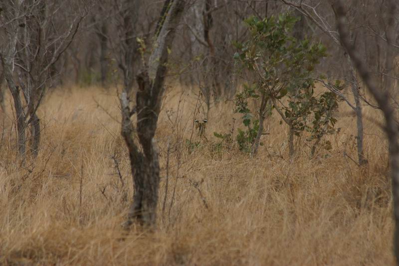 Nog wat oortjes op afstand
(Kruger Park 2007-09)