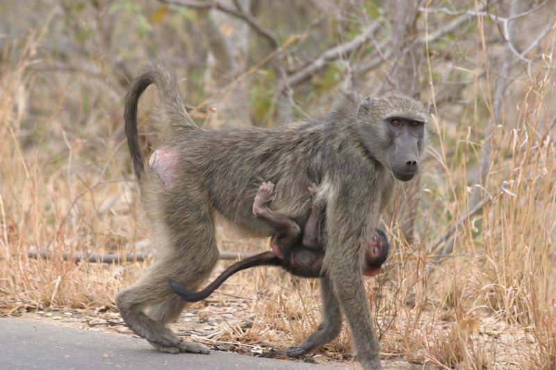 Een baviaan met kleintje
(Kruger Park 2007-09)