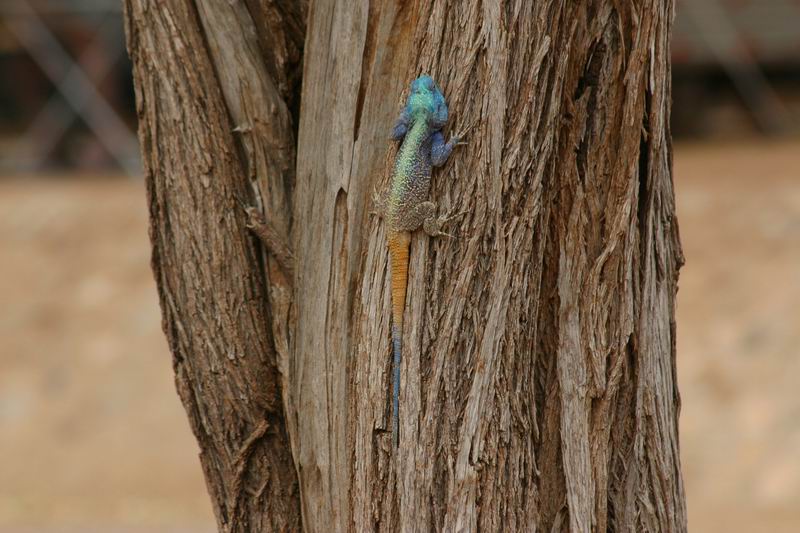 Een vel gekleurde hagedis
(Kruger Park 2007-09)