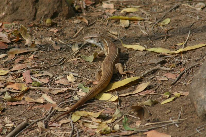 Een bruine hagedis
(Kruger Park 2007-09)