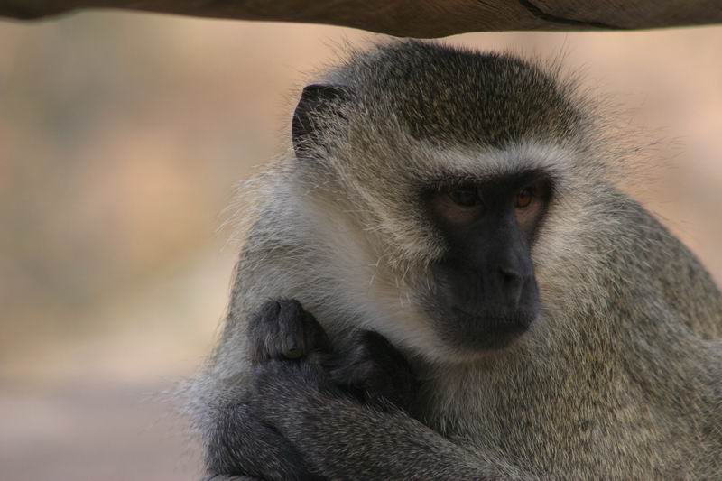 Aap op de camping.
Ze wilden de tosti die we zaten te eten ook wel proeven...
(Kruger Park 2007-09)