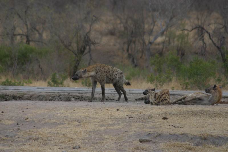 Groepje luie hyena's bij een waterplaats
(Kruger Park 2007-09)