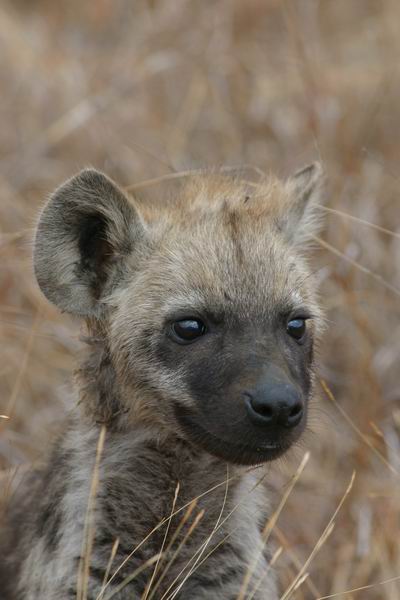 Jonge hyena langs de weg, erg nieuwsgierig
(Kruger Park 2007-09)