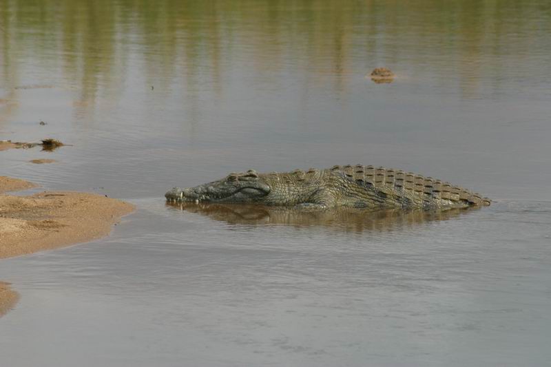Krokodil half in/uit het water
(Kruger Park 2007-09)