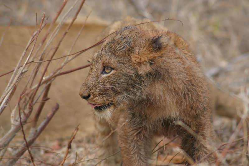 Jonge leeuw met kop nat van een prooi
Er lag een leeuwin met drie jongen en verderop nog enkele leeuwinnen
(Kruger Park 2007-09)