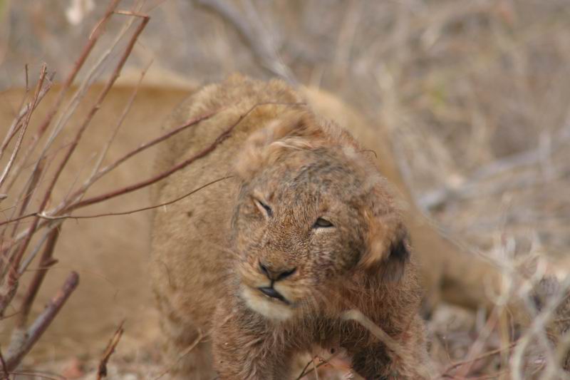 Net als onze poes thuis, lekker de kop uitschudden
(Kruger Park 2007-09)