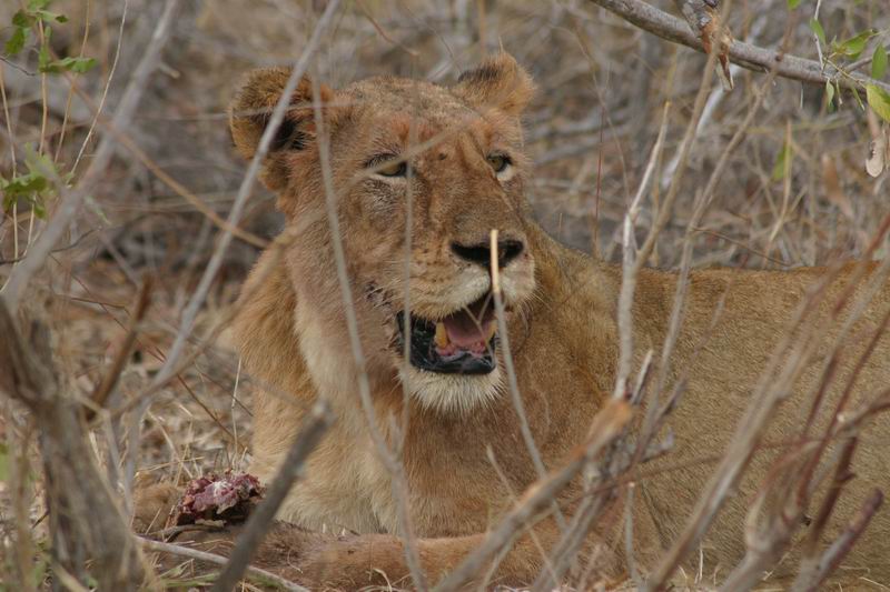 De leeuwin langs de weg met een stuk prooi
(Kruger Park 2007-09)