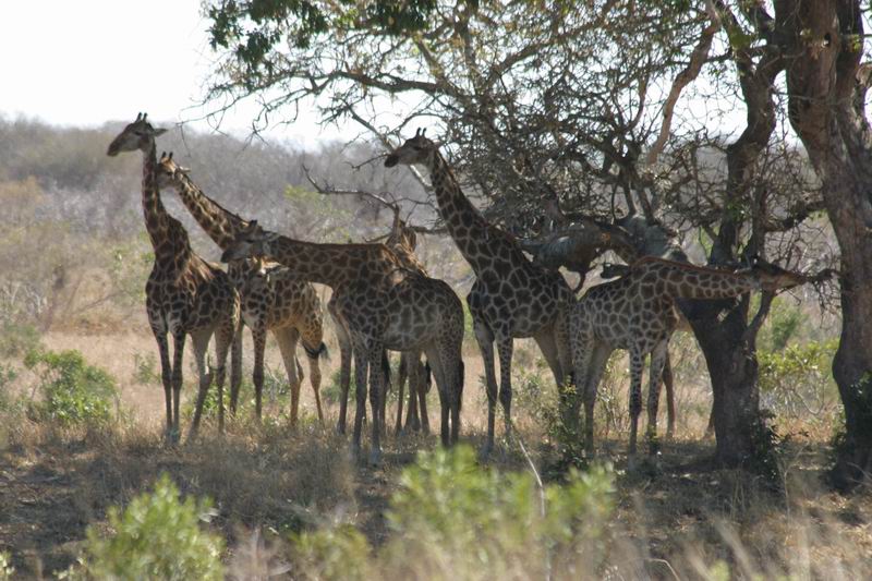 Een groep in de schaduw staande giraffes
(Kruger Park 2007-09)