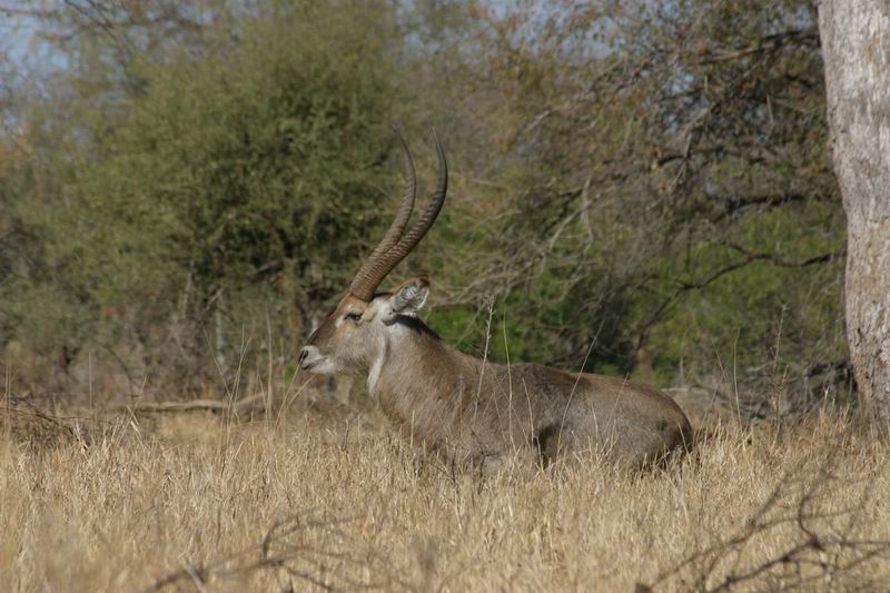 Waterbok
(Kruger Park 2007-09)