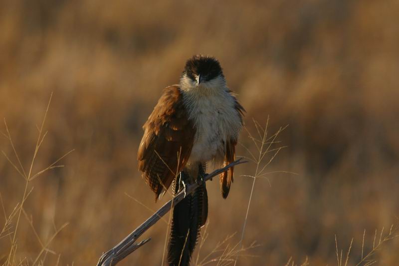 Een jonge roofvogel, waarschijnlijk een grootjagarend (Afrikaans)
(Kruger Park 2007-09)
