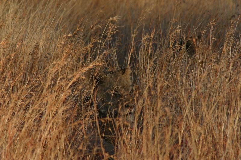 Een verscholen leewin
(Kruger Park 2007-09)