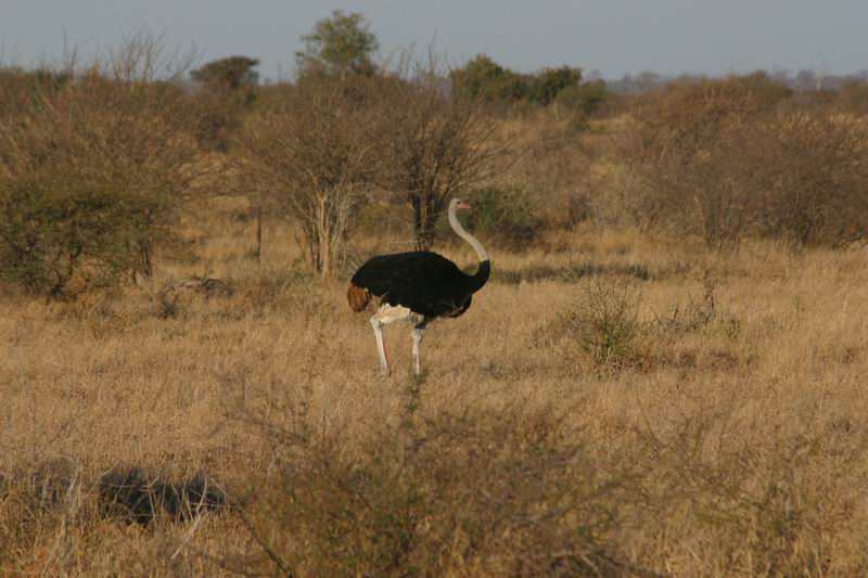 Een mannetjes struisvogel
We hebben vrijwel geen struisvogels gezien, wat ons verbaasde
(Kruger Park 2007-09)