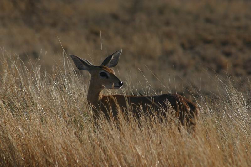 Een impala in het hoge gras
(Kruger Park 2007-09)
