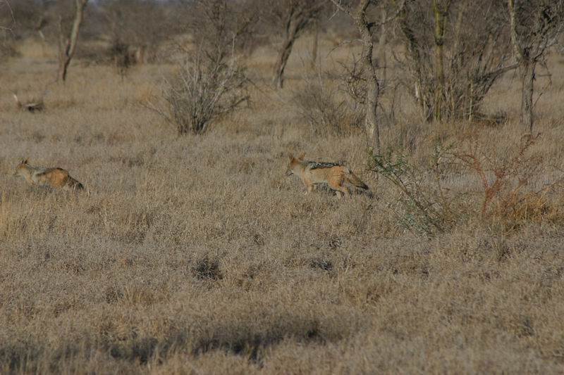 Twee jakhalzen in het veld
(Kruger Park 2007-09)