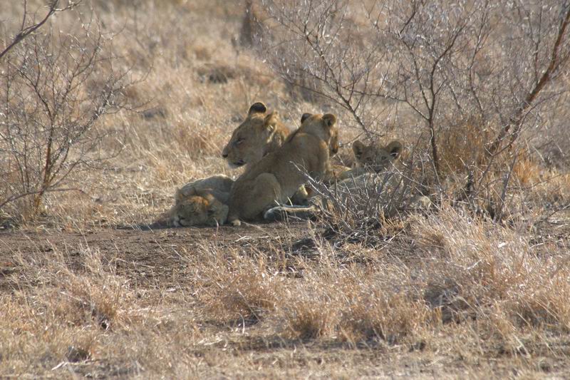 Familie foto (2)
Op een gegeven moment lagen de meeste jongen verspeid in het gras naar de auto's te kijken...
Wie bekijkt nu wie?
(Kruger Park 2007-09)