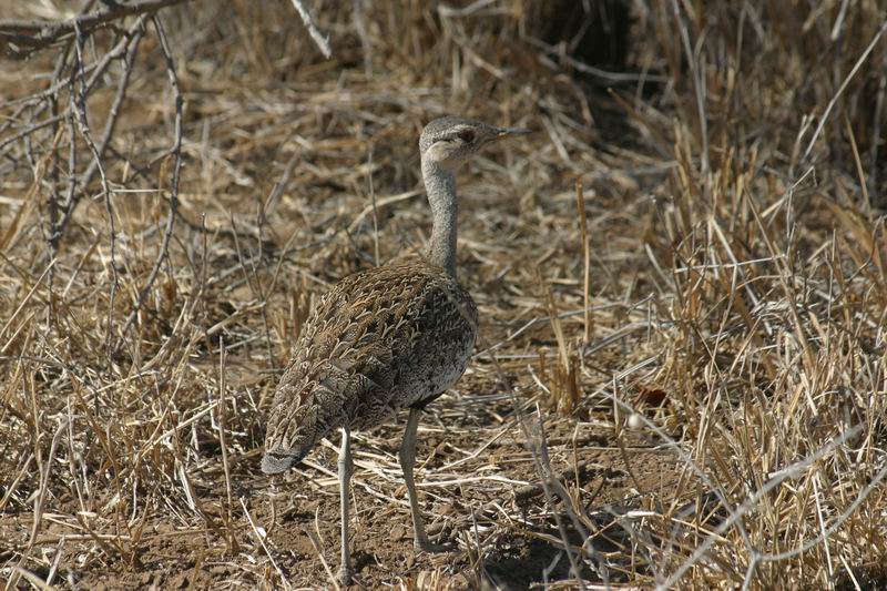 Korhaan
(Kruger Park 2007-09)