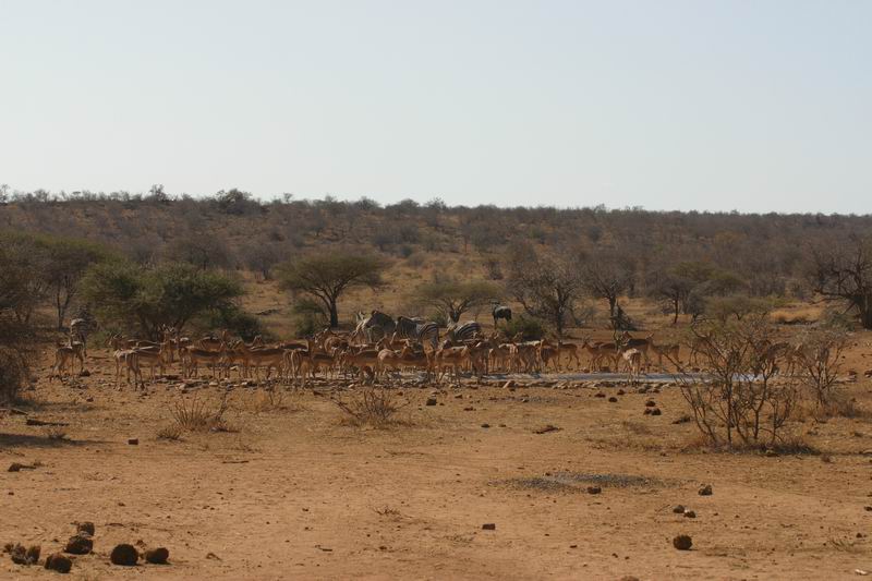 Zebra's en impala's bij een waterplaats
(Kruger Park 2007-09)