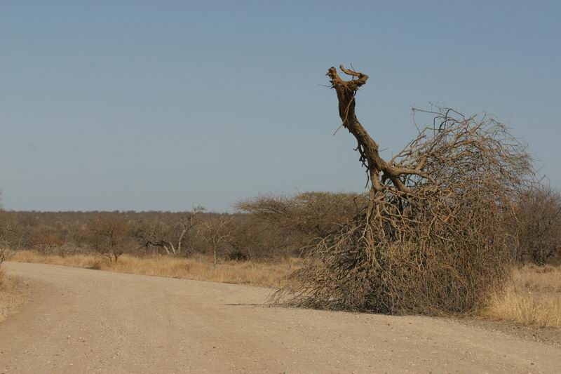 Een wat vreemde plaats voor een boom en ook de positie waarin...
(Kruger Park 2007-09)