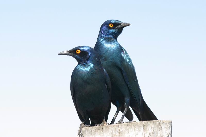 Grootglans spreeuwen
(Kruger Park 2007-09)
