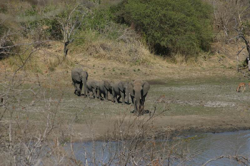 Het leek wel Jungle book, in parade naar de waterkant
(Kruger Park 2007-09)