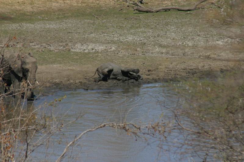 Lekker moderbadje
(Kruger Park 2007-09)