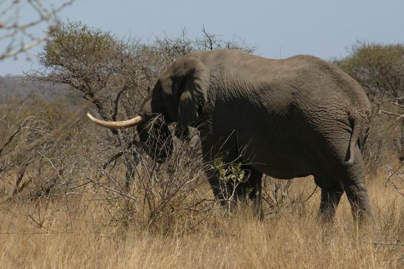 Oudere olifant, gezien de slagtanden
(Kruger Park 2007-09)