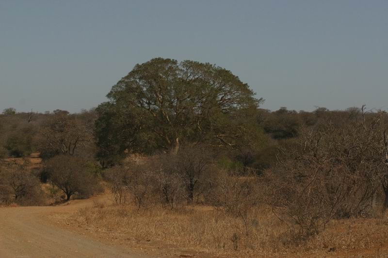 Een enorme boom in het midden van het kreupelgewas
(Kruger Park 2007-09)