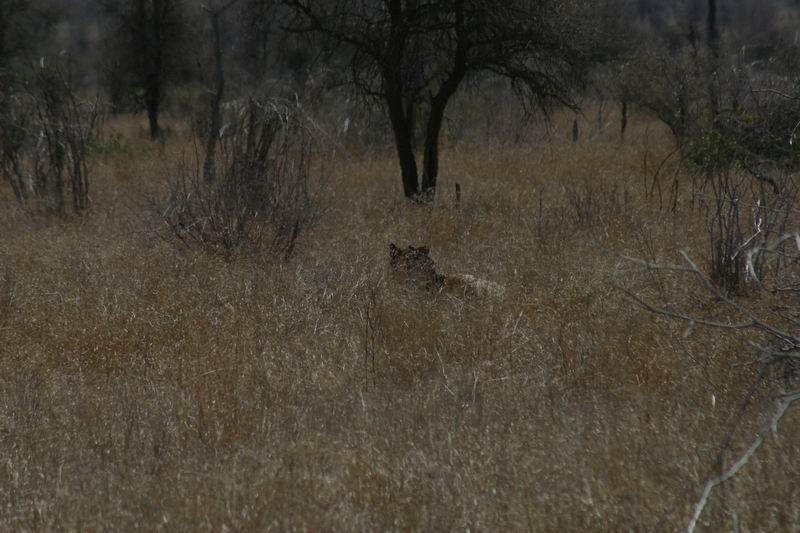 Het lijkt toch echt een leeuw?
Na goed bestuderen en overleg met andere spotters besloten we dat het toch een boomstam moest zijn...
(Kruger Park 2007-09)