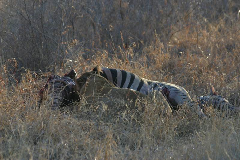 Op weg Kruger uit nog een tweetal leeuwen met een zebra als prooi
(Kruger Park 2007-09)
