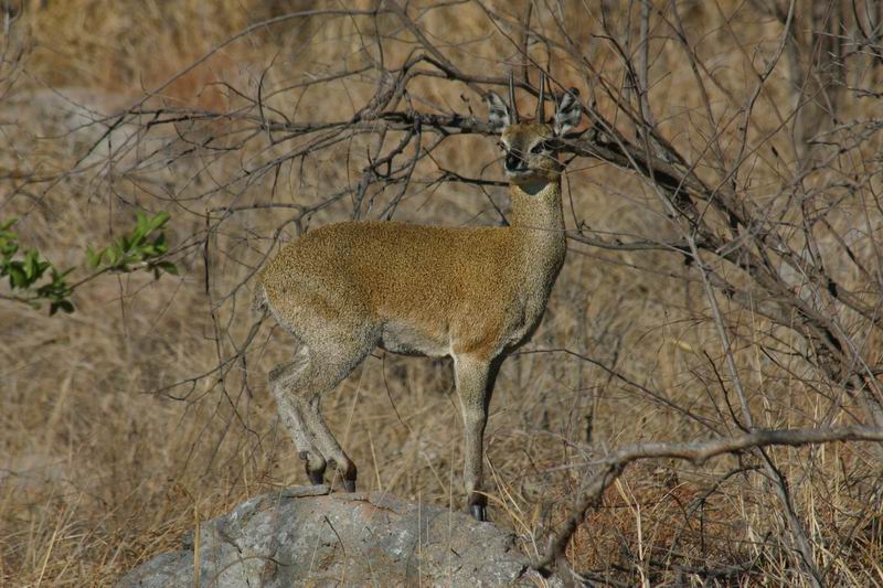 Een steenbokje (klipspringer) parmantig op zijn hoefjes