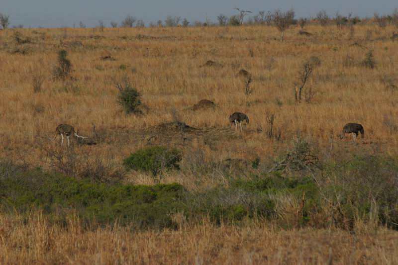 Een groepje vrouwtjes struisvogels
(Kruger Park 2007-09)