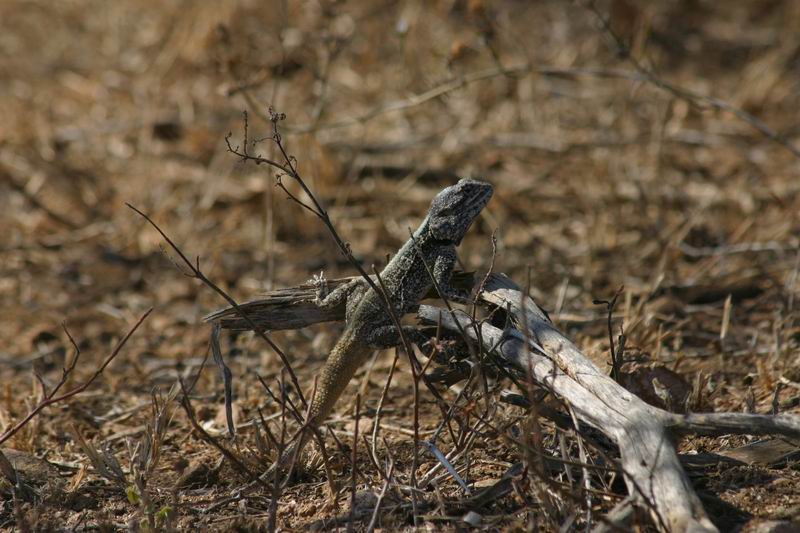 Hagedisje
(Kruger Park 2007-09)