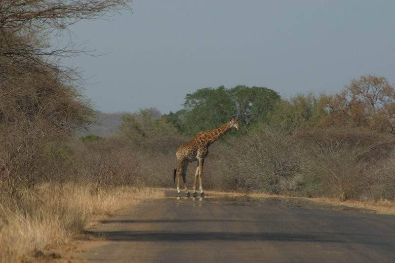 Een van de zeker meer dan 30 giraffes op onze ochtend het park uit
(Kruger Park 2007-09)