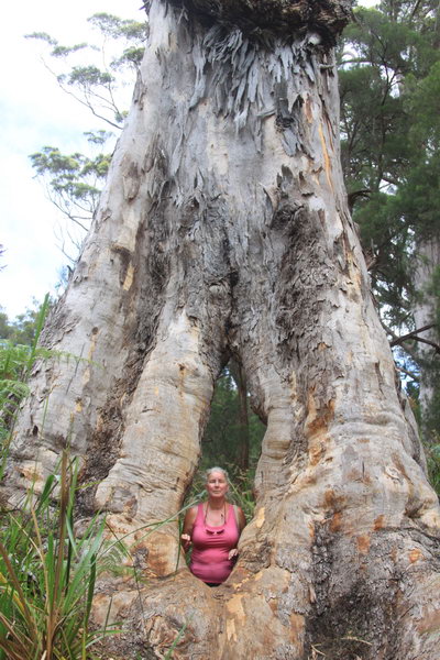 Magda januari 2013 Grote holle Tingle tree