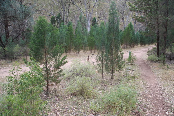 Mooi bos met een Kangaroe