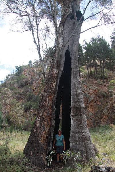 Vele en vele holle bomen hier.