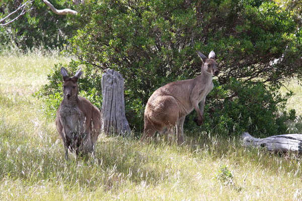 Kangaroes langs het pad