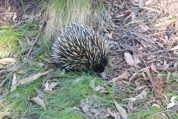 Echidna op de camping