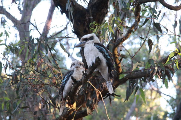 Kookaburra's