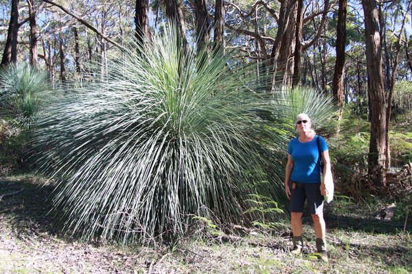Vele grote Grasstrees