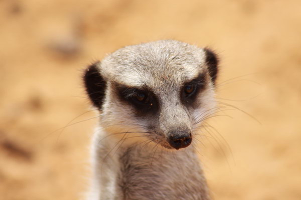 Meerkat