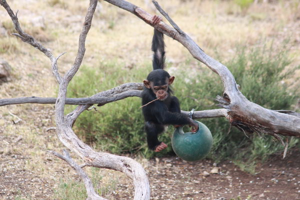 Chimpansee.
Een aantal ervan komen uit Burgers Zoo in Nederland