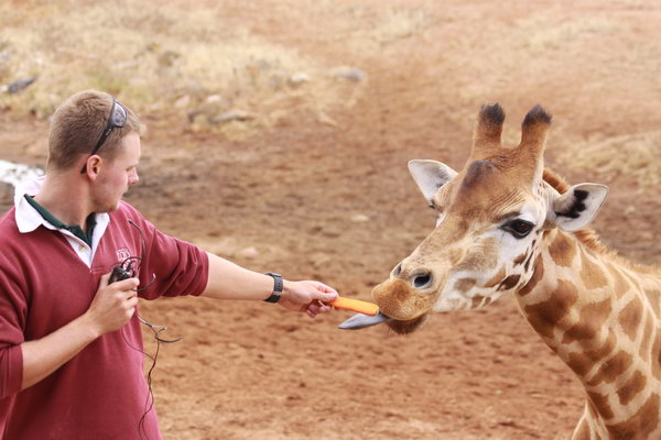 Praatje van de verzorger bij de Giraffen