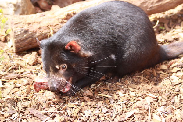 Tasmanian Devil