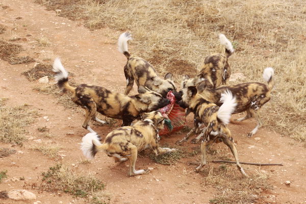 Het voeren van de Wilde honden