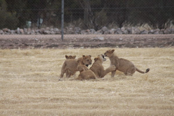 Jonge leeuwen aan het spelen
