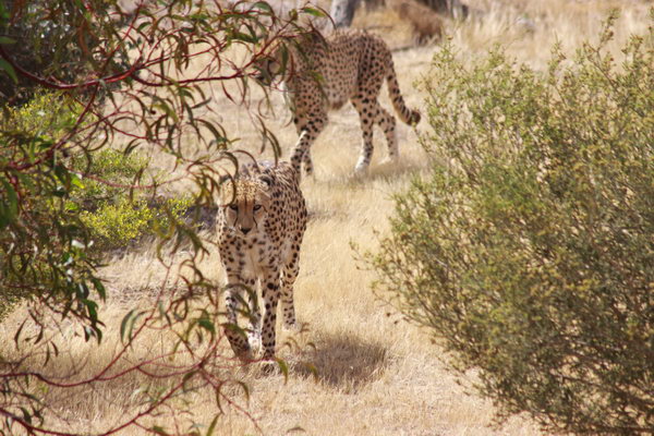Cheetah's.
Deze twee zijn met de hand opgevoed, daarom kan de verzorgster bij hen komen.