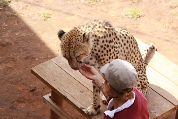 Cheetah's.
Deze twee zijn met de hand opgevoed, daarom kan de verzorgster bij hen komen.