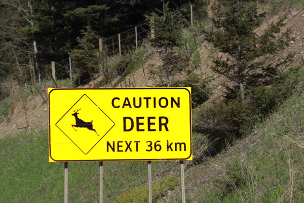 Deer / herten