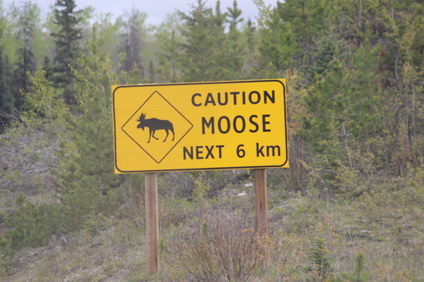 Moose / Elanden